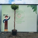 Ambrovník styraxový (Liquidambar styraciflua) ´GUMBALL´- výška 250-300 cm, kont. C55L - TVAROVANÝ TROJKMEŇ